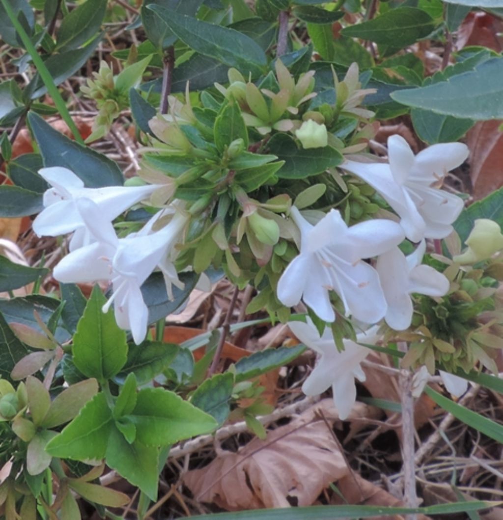 Abelia sp. (Caprifoliaceae) ...   da determinare